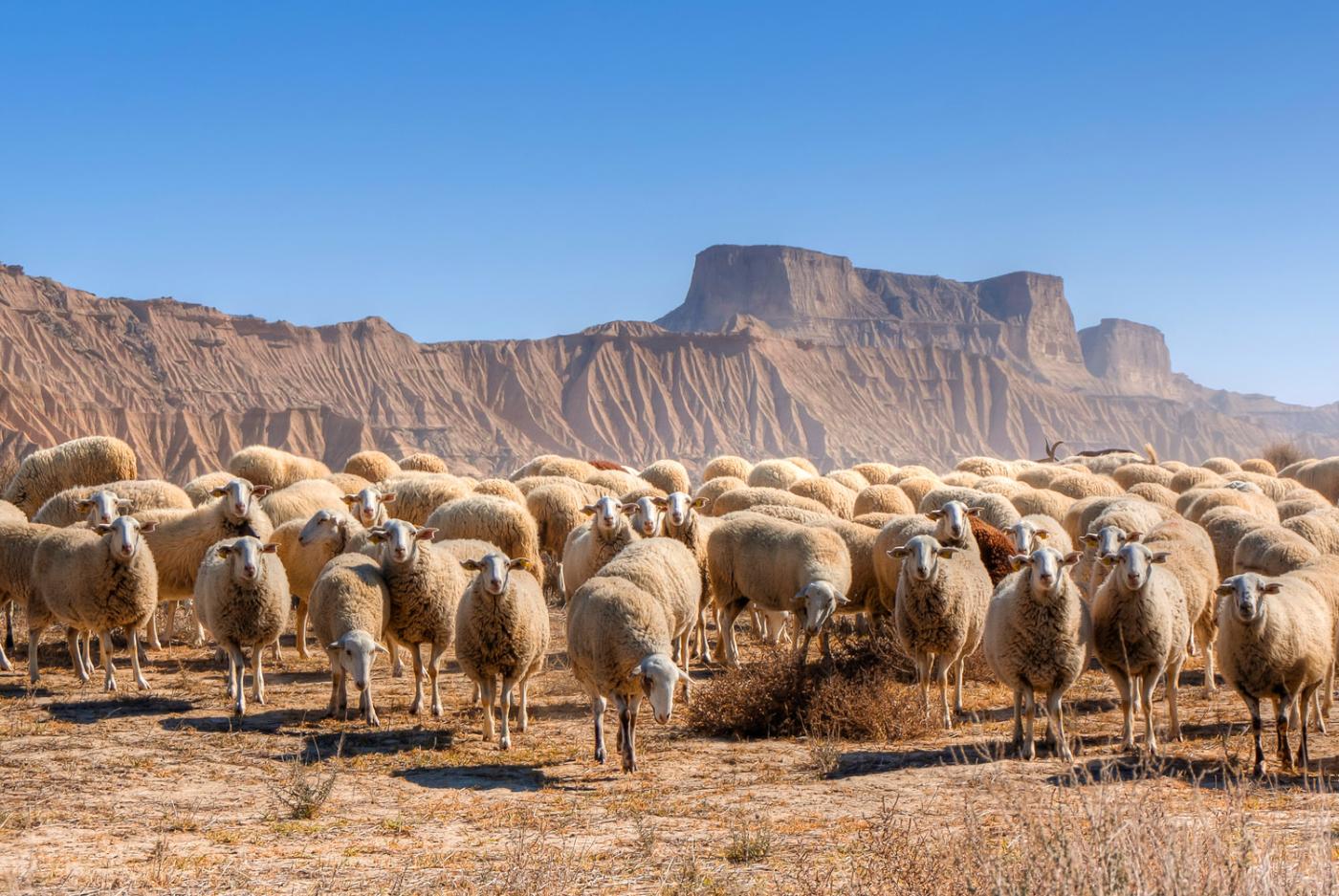 Información práctica para visitar las Bardenas Reales